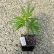 Product image for Papaya Punch Clone
