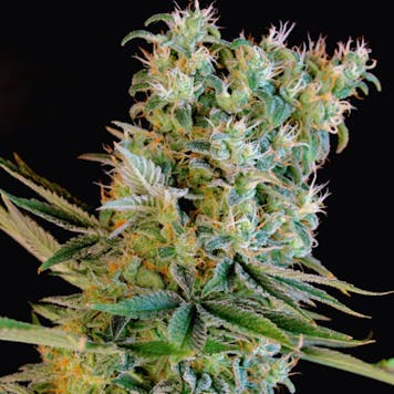 Photo of Amnesia Bilbo