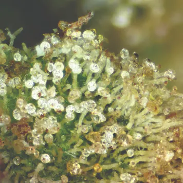 Photo of Gorilla Glue