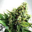 Product image for Auto White Widow Feminized