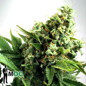 Photo of Auto White Widow Feminized