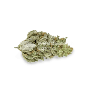 Photo of Original Glue Feminized Seeds
