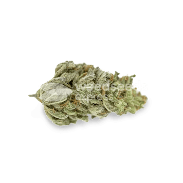 Photo of Original Glue Feminized Seeds