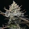 Product image for Corn Syrup Feminized Cannabis Seeds