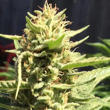 Photo of Pineapple Chunk Fem Seeds