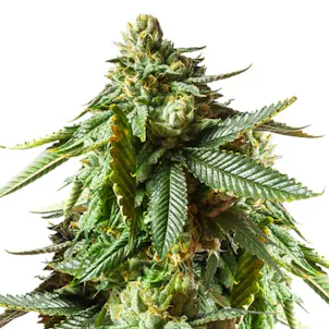 Photo of Jack O'Lantern Feminized