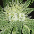 Product image for Afghani x Hawaiian x Laos x Jamaica Fem