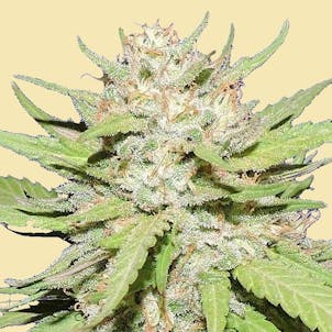 Photo of AUTO TRIPLE CAKE CRUSHER AUTOFLOWERING SEEDS