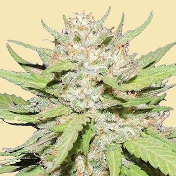 Photo of AUTO TRIPLE CAKE CRUSHER AUTOFLOWERING SEEDS