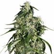 Product image for Arjan Haze Marijuana Seeds By TheSeedPharm.com