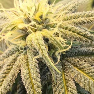 Photo of AUTO ELMERS GOO AUTOFLOWERING SEEDS