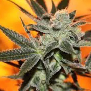 Photo of Cherry Lemonade (Cherry Pie OG x Jack The Ripper)