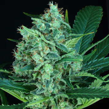 Photo of ORIGINAL WHITE WIDOW (IBL)