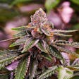 Product image for GSC feminized seeds x5
