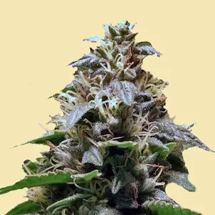 Photo of AUTO LSD GOO AUTOFLOWERING SEEDS