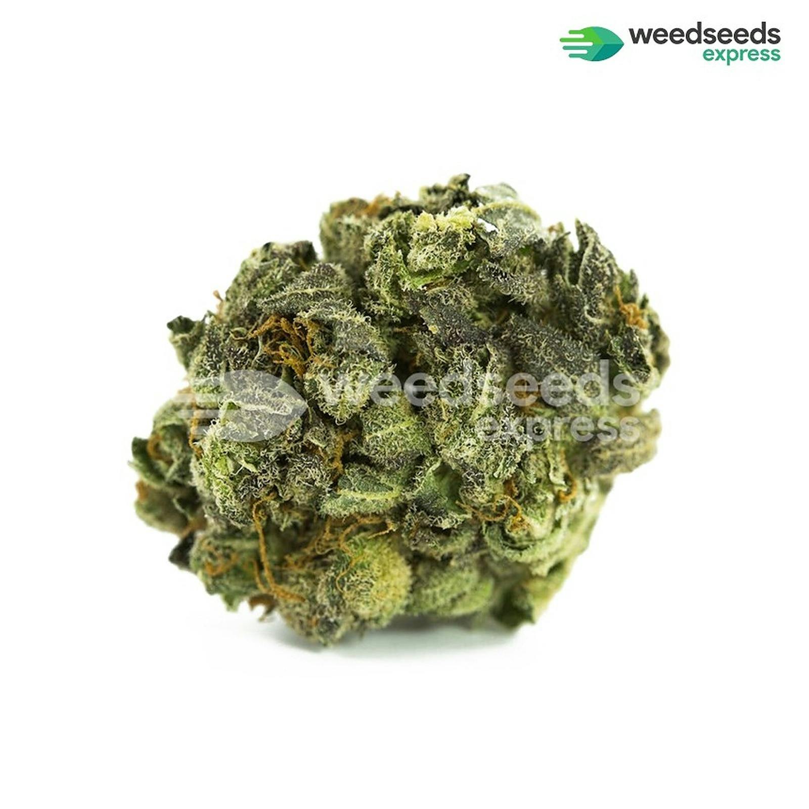 Weedseedsexpress Berner's Cookies feminized seeds Leafly