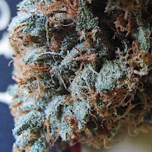 Photo of Hell's OG