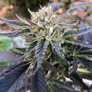 Photo of AUTO RUNTZ SEEDS