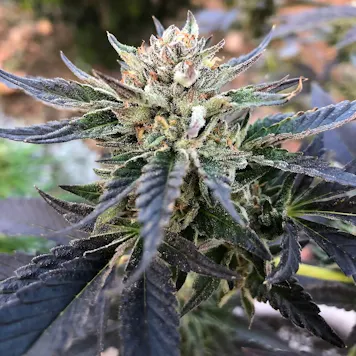 Photo of AUTO RUNTZ SEEDS