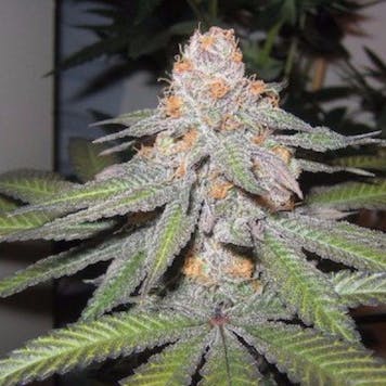 Photo of Purple Urkle Seeds