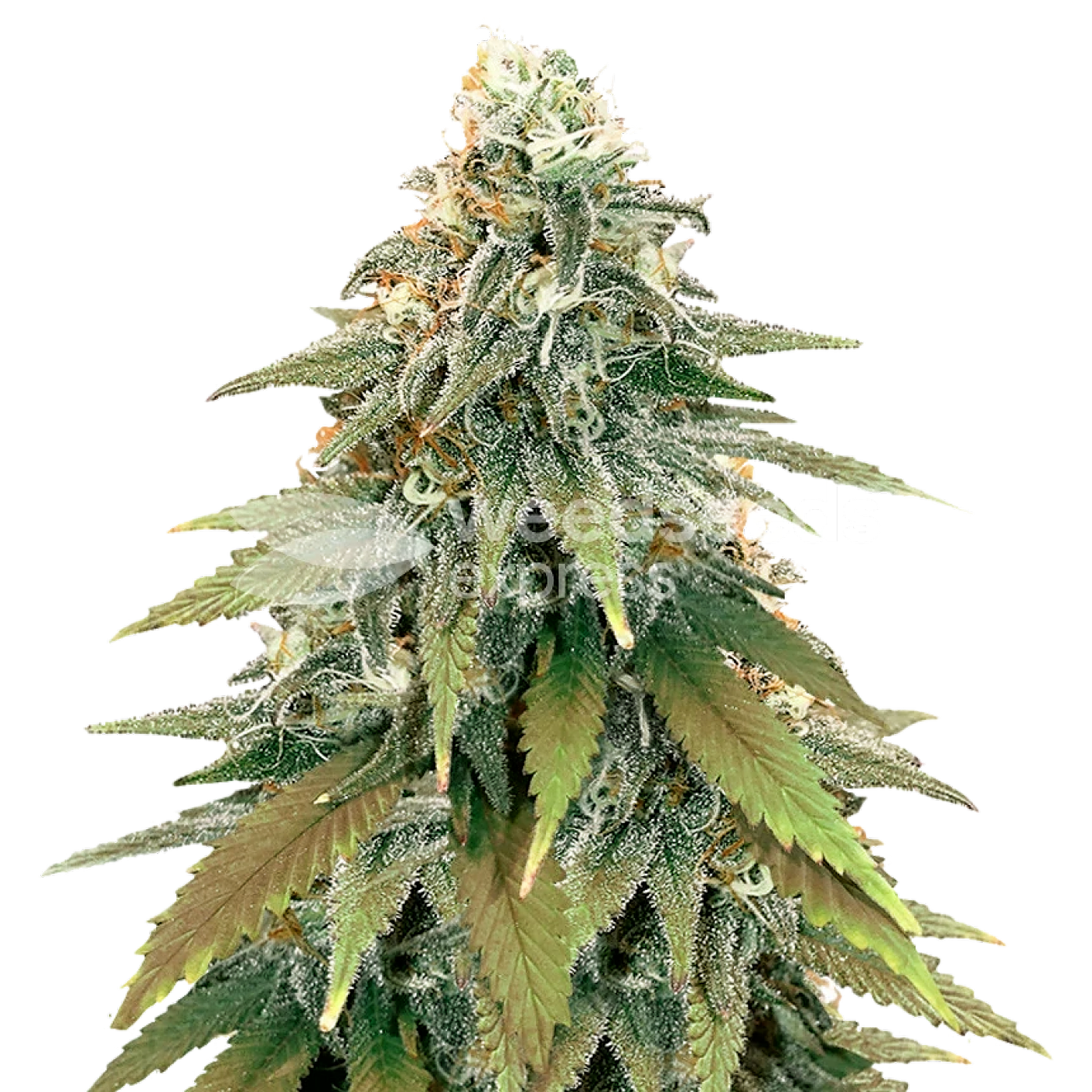 WeedSeedsExpress: Fat Bastard Feminized Seeds | Leafly