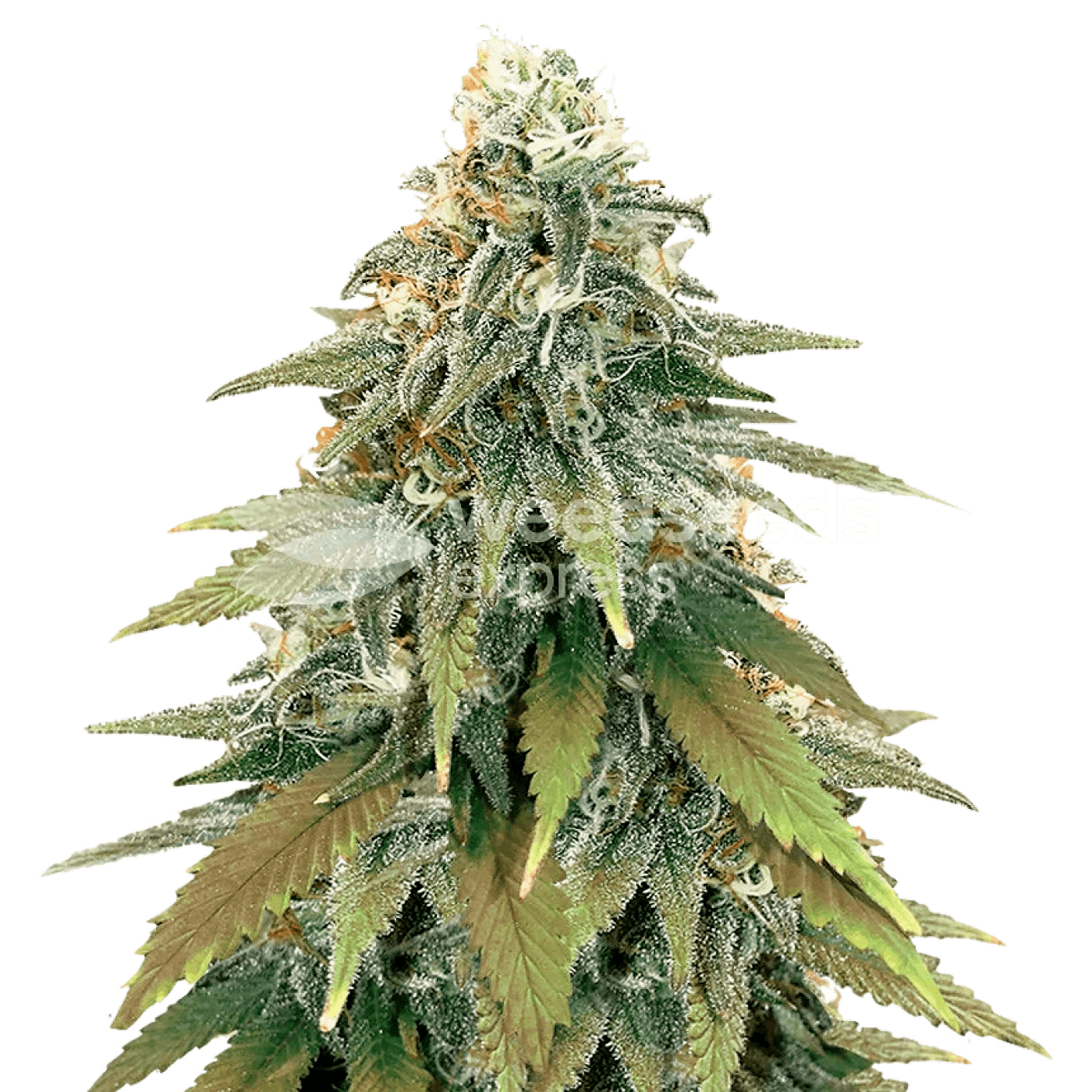 WeedSeedsExpress Fat Bastard feminized seeds Leafly