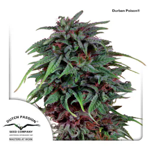Photo of Durban Poison