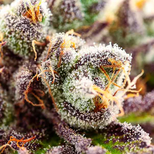 Photo of Good Day Farm: Kumquat | Flower | 3.5g