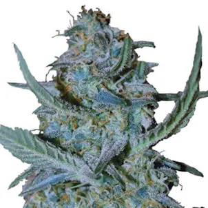 Photo of Blue Cheese (fem) seeds