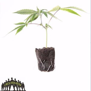 Photo of ROYAL TRUTH