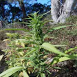 Product image for Chem Hill Haze