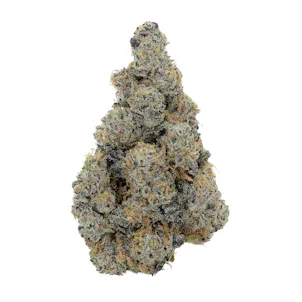 Photo of Gush Mintz 3.5G