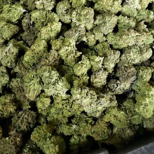 Photo of Hawaiian Haze Flower