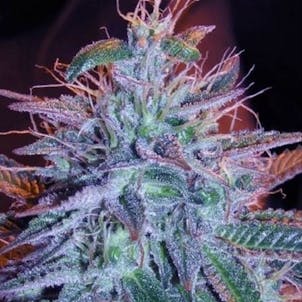 Photo of Auto Blueberry