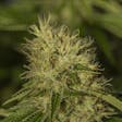 Product image for Sour Diesel Seeds