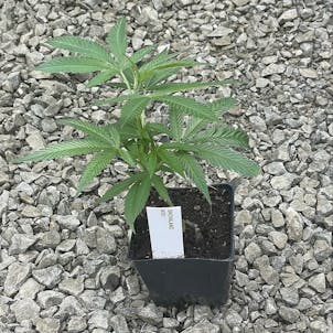 Photo of SnoLAnd Clone