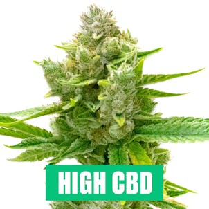 Product image for Sister Act Feminized