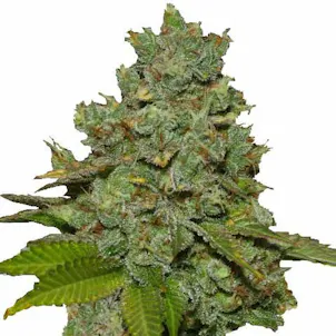 Photo of Do-si-dos Feminized