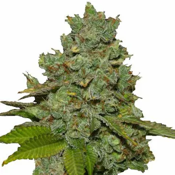 Photo of Do-si-dos Feminized