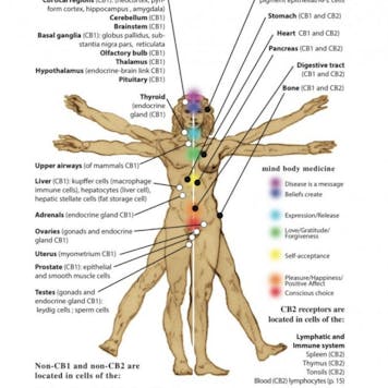 Photo of Everything Hemp for Your Health