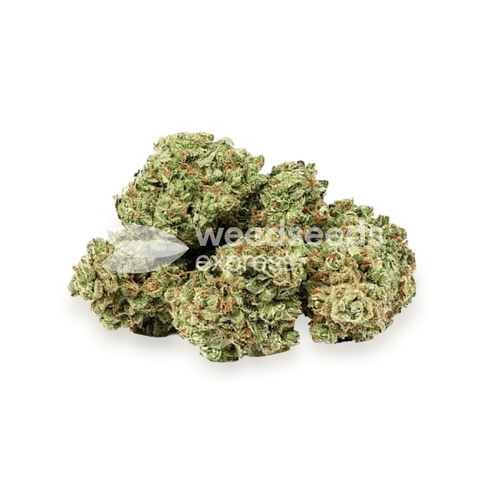 Weedseedsexpress Apple Fritter feminized seeds Leafly