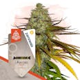 Lava Cake Feminized by Zamnesia Seeds