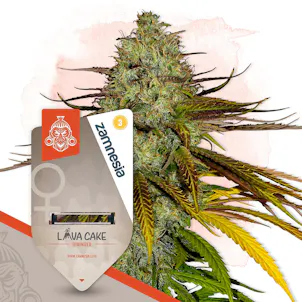 Photo of Lava Cake Feminized by Zamnesia Seeds