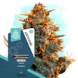 Product image for Critical Automatic by Zamnesia Seeds