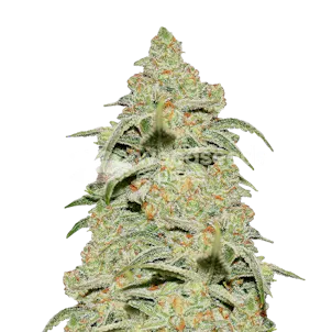 Photo of Crystal Feminized Seeds