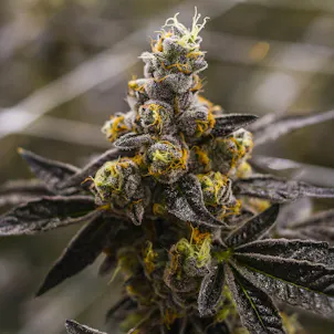 Photo of AUTO PIE HIGH AUTOFLOWERING SEEDS