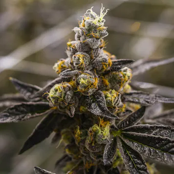 Photo of AUTO PIE HIGH AUTOFLOWERING SEEDS