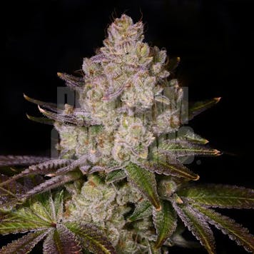 Photo of Cherry Pie