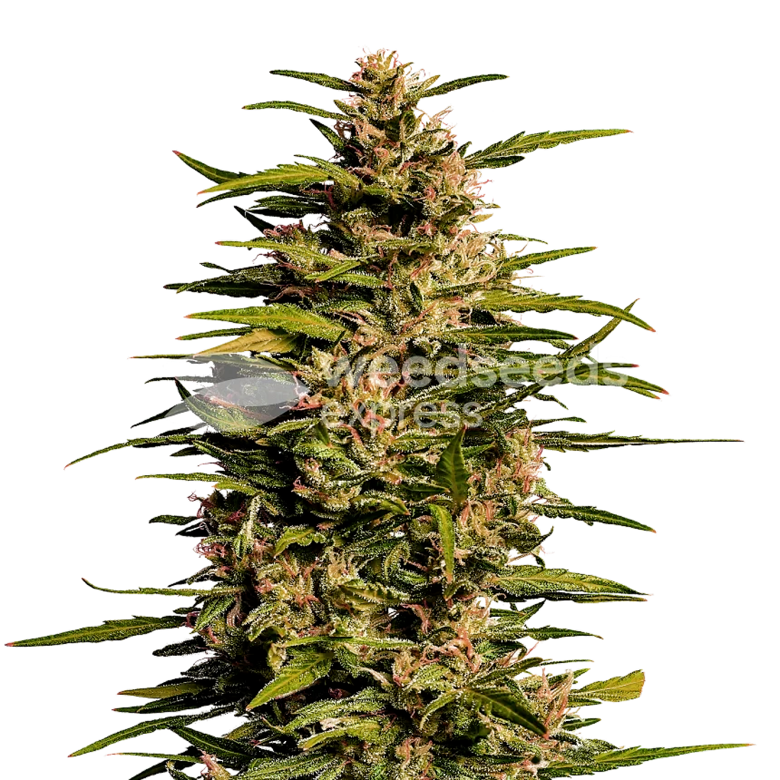 Weedseedsexpress: Fruity Pebbles Feminized Seeds | Leafly