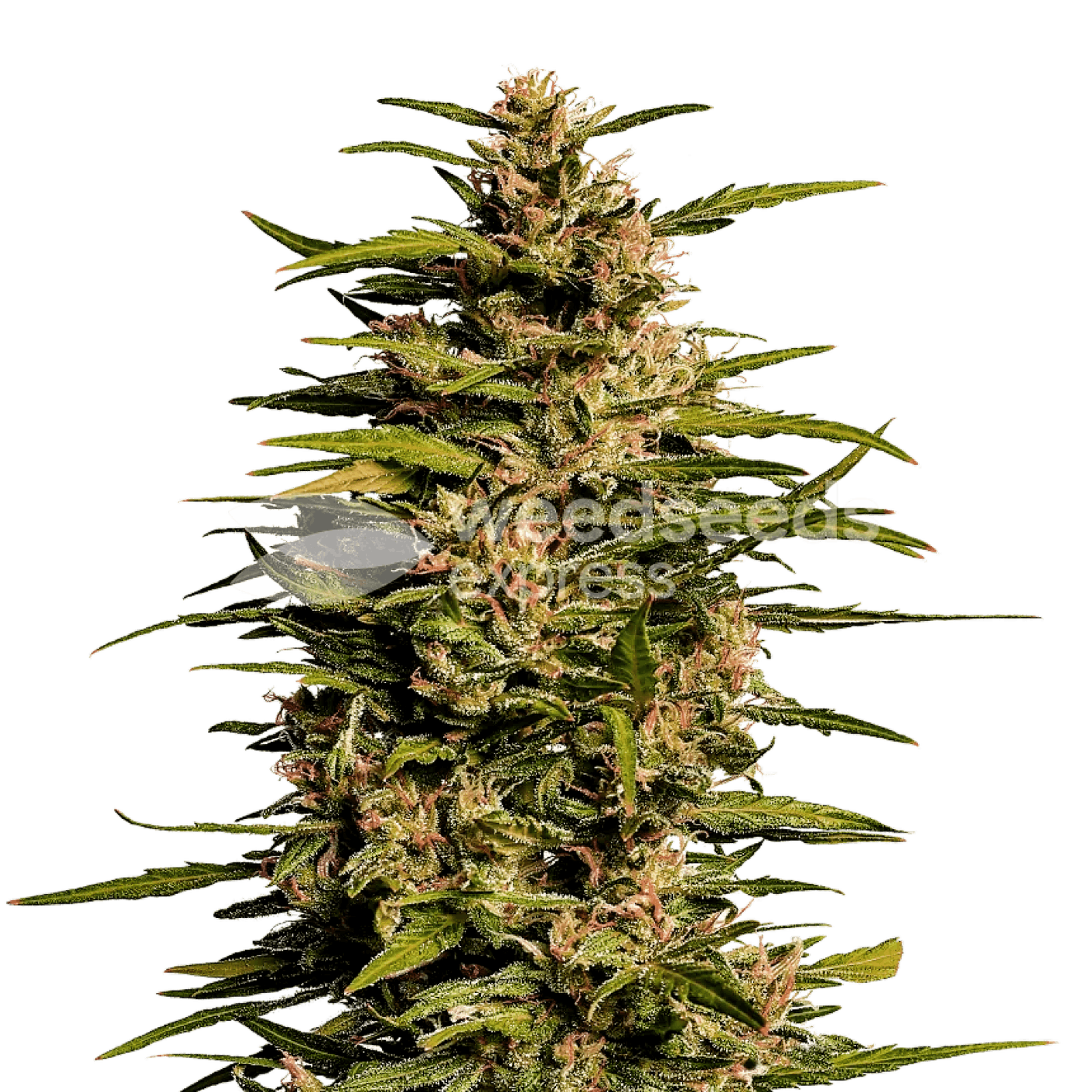 Weedseedsexpress Fruity Pebbles feminized seeds Leafly